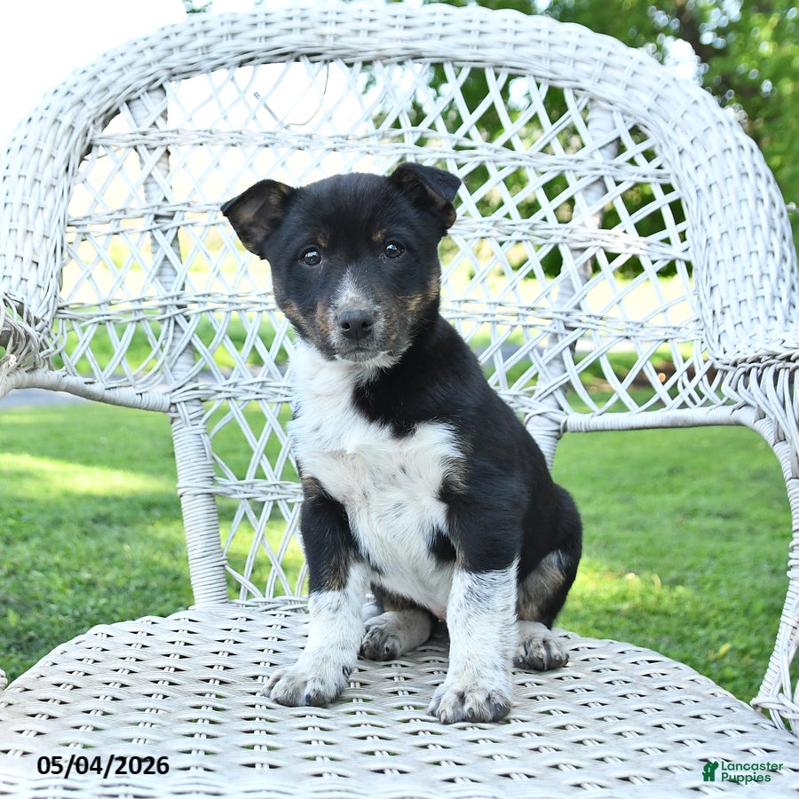 Mixed Breed dogs Mack  - Ad 2