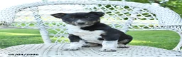 Mixed Breed dogs for sale: Mack  - Ad 2