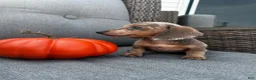 Miniature Dachshund dogs for sale: Oscar - Ad 6