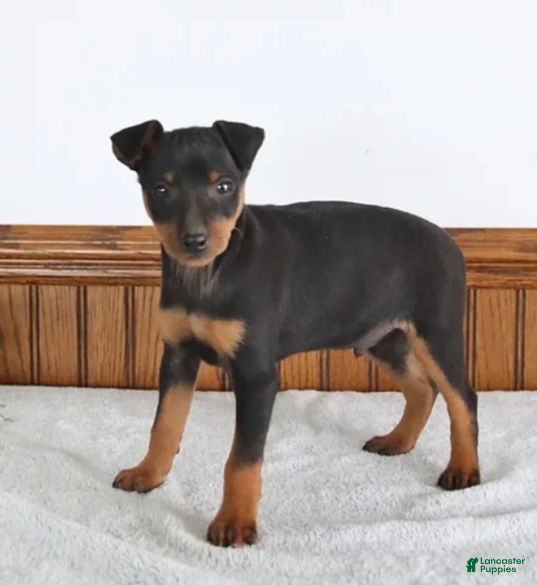 Miniature Pinscher dogs for sale: Miniature Pinscher Puppy 1 - Ad 4