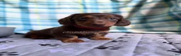 Miniature Dachshund dogs for sale: Red Collar Miniature Dachshund Male Chocolate and Tan Long Haired - Ad 5