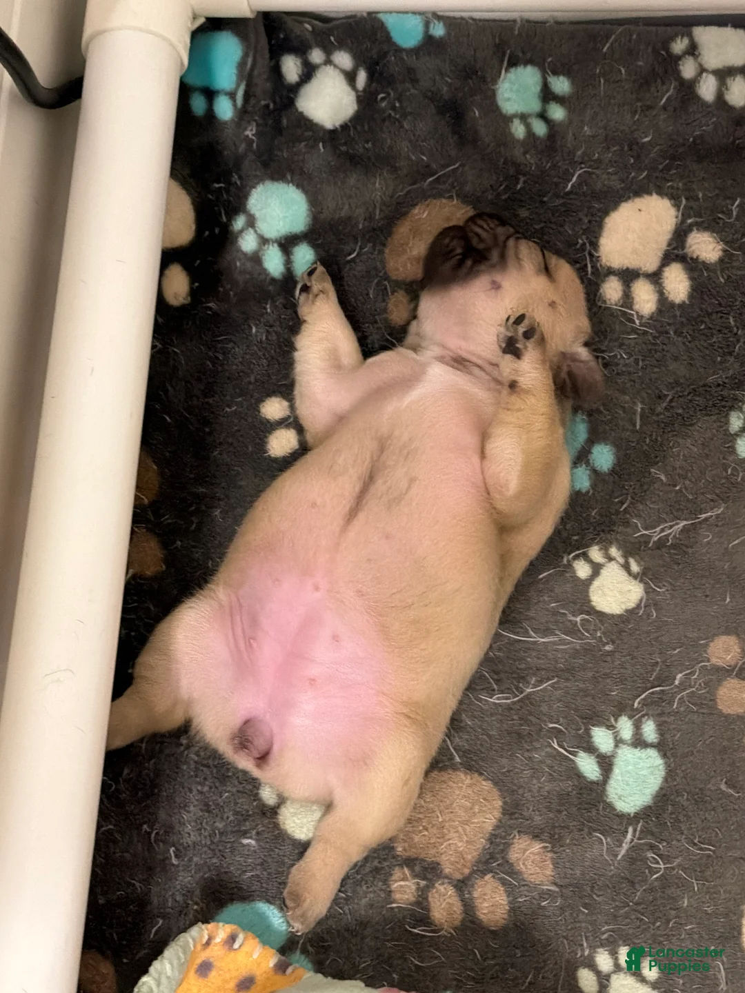 French Bulldog dogs for sale: French Bulldog Puppy 3 - Ad 2