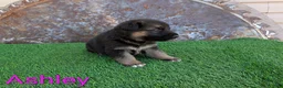 German Shepherd dogs for sale: Ashley - Ad 3