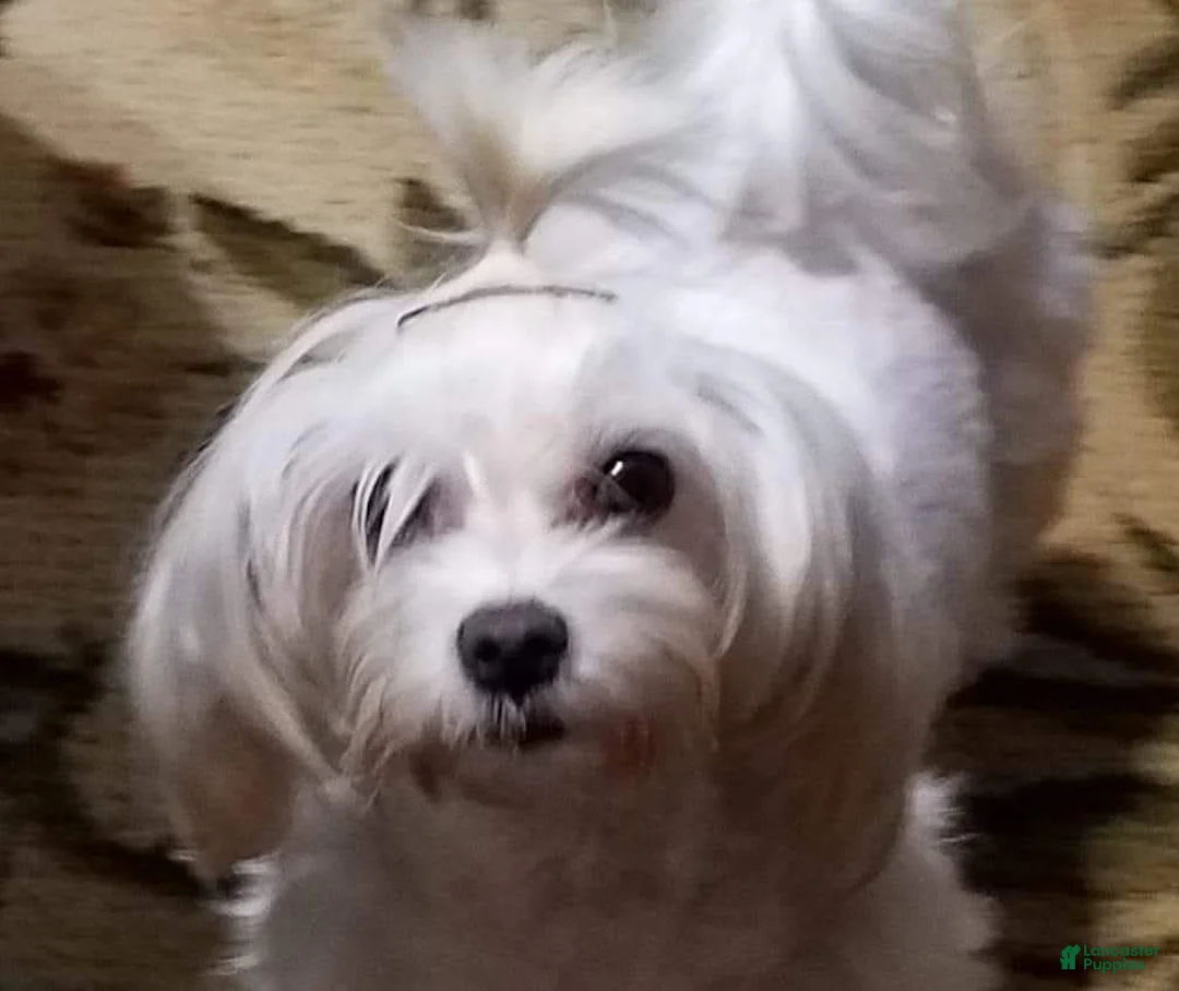 Maltese dogs for sale: Maltese Puppy 1 - Ad 7