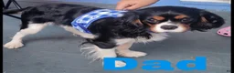 Mixed Breed dogs for sale: Mixed Breed 1 - Ad 7