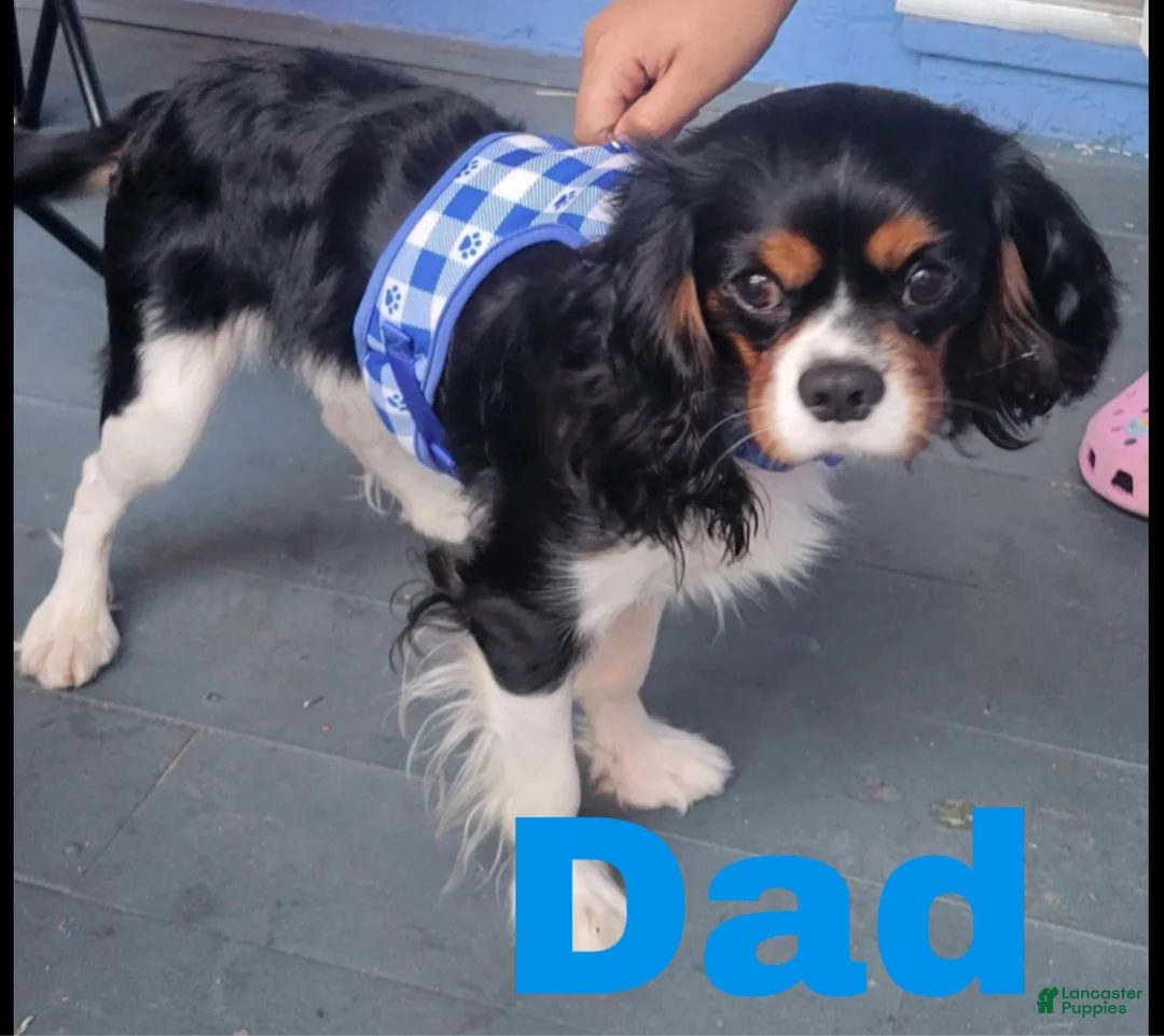 Mixed Breed dogs for sale: Mixed Breed 1 - Ad 7