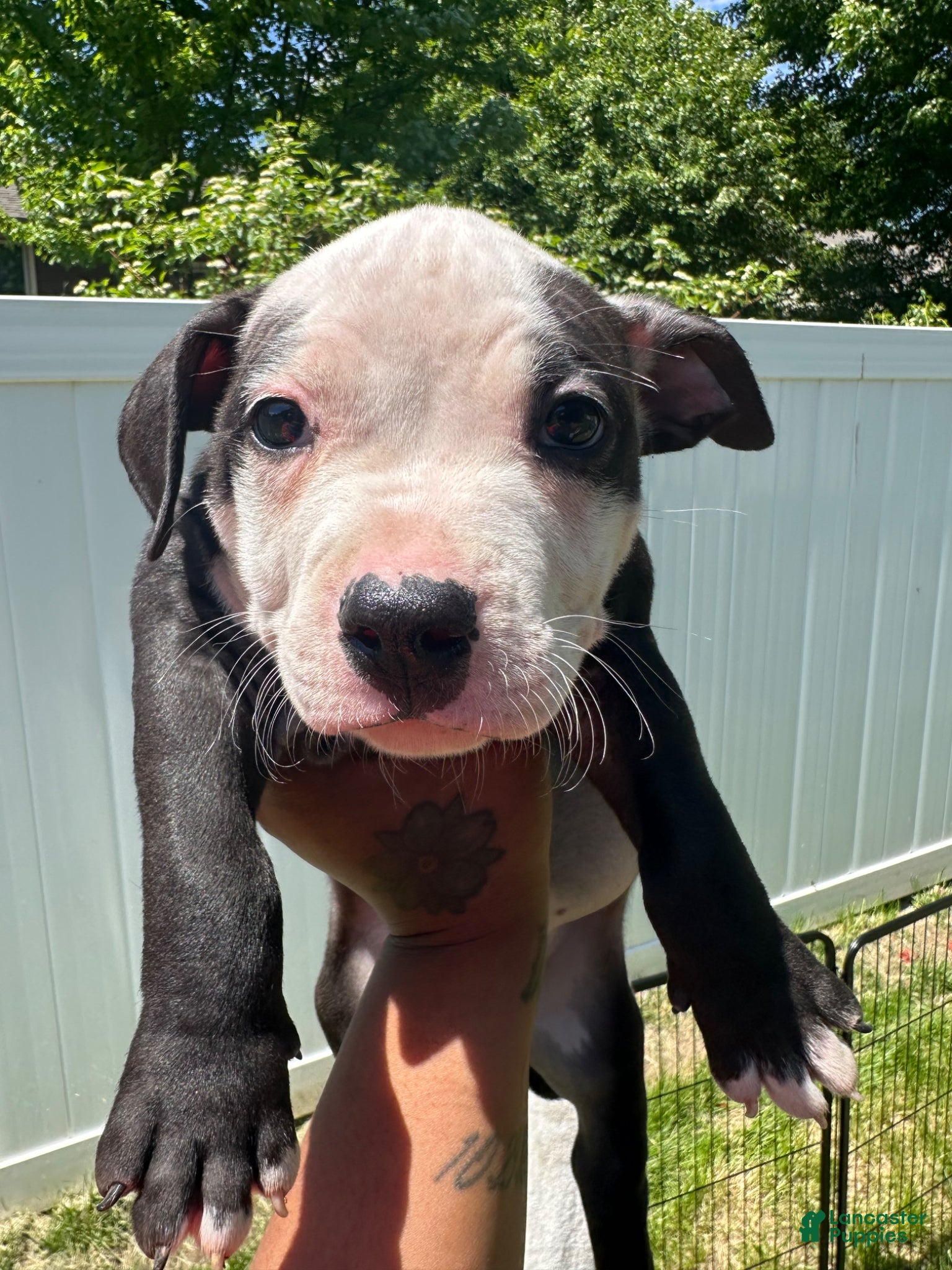 American Pit Bull Terrier dogs American Pit Bull Terrier Puppy 3 - Ad 11