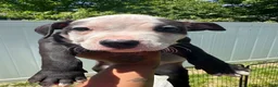 American Pit Bull Terrier dogs for sale: American Pit Bull Terrier Puppy 3 - Ad 1