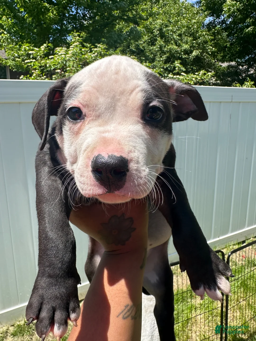 American Pit Bull Terrier dogs for sale: American Pit Bull Terrier Puppy 3 - Ad 1