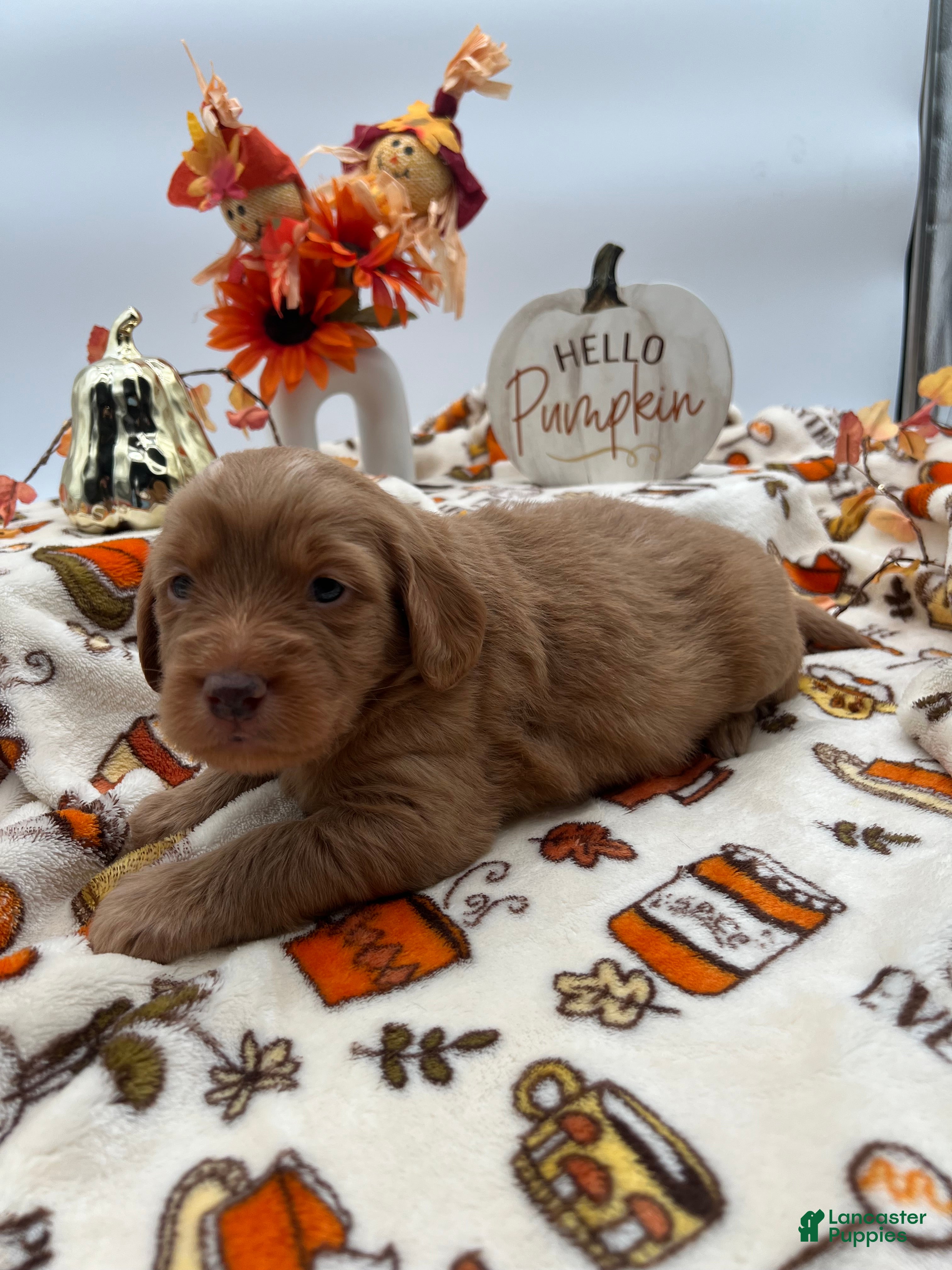 Labradoodle dogs Pumpkin - Ad 2