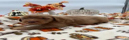 Labradoodle dogs for sale: Pumpkin - Ad 2
