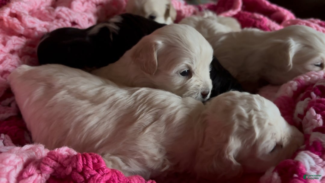 Shorkie dogs for sale: Shorkie Puppy 1 - Ad 4