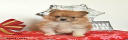 Pomeranian dogs for sale: Snowball  - Ad 2