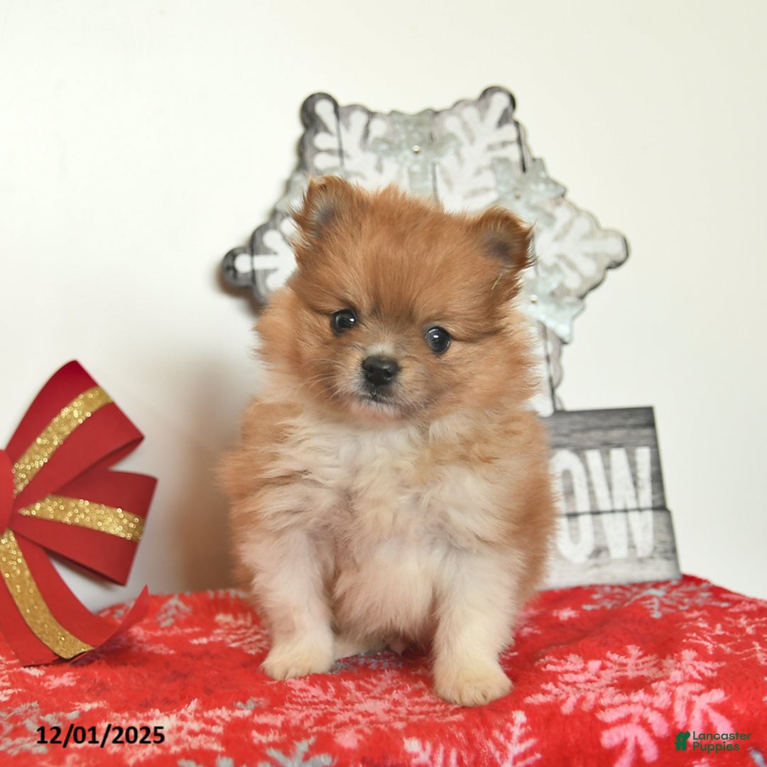 Pomeranian dogs for sale: Snowball  - Ad 2