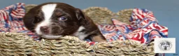 Miniature Australian Shepherd dogs for sale: Nancy Reagan - Ad 4