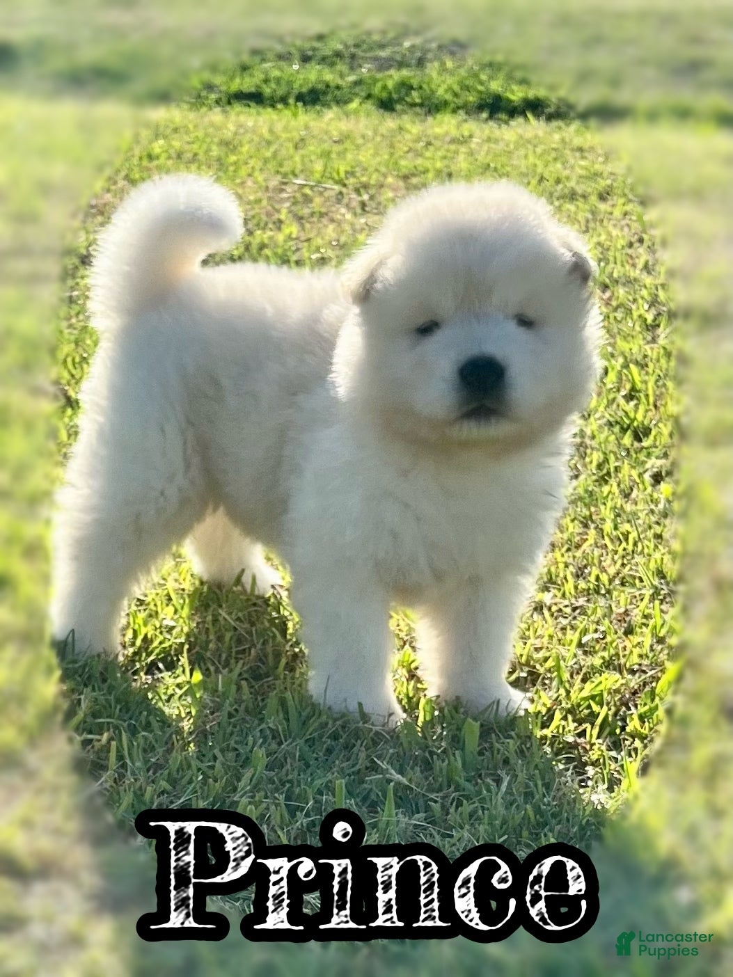 Akita dogs Prince - Ad 1