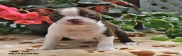 Boston Terrier dogs for sale: Lindsey - Ad 4