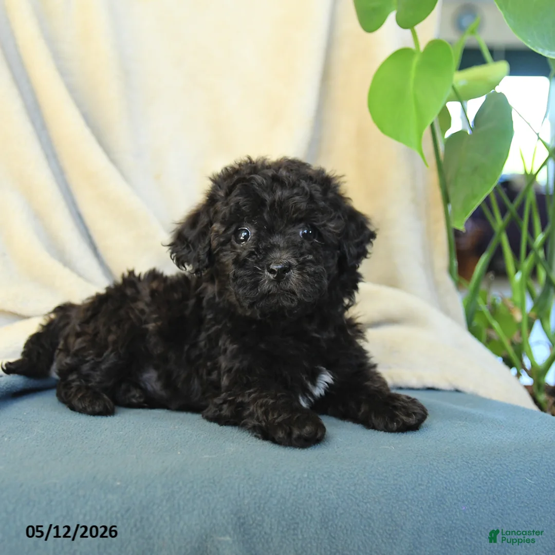 Havapoo dogs for sale: Moon  - Ad 2