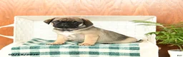 Pug dogs for sale: Otis - Ad 2
