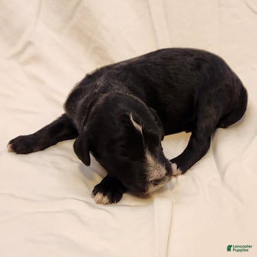 Mini Aussiedoodle dogs for sale: Trixie_Female Tri-Color Possible Phantom - Ad 5