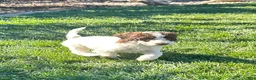 Standard Poodle dogs for sale: Standard Poodle 9 - Ad 2