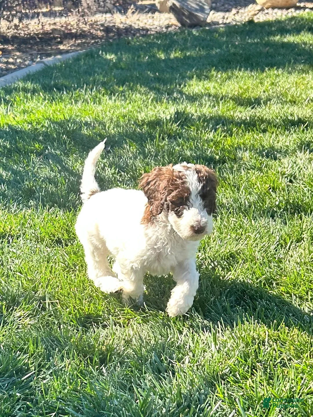 Standard Poodle dogs for sale: Standard Poodle 9 - Ad 2