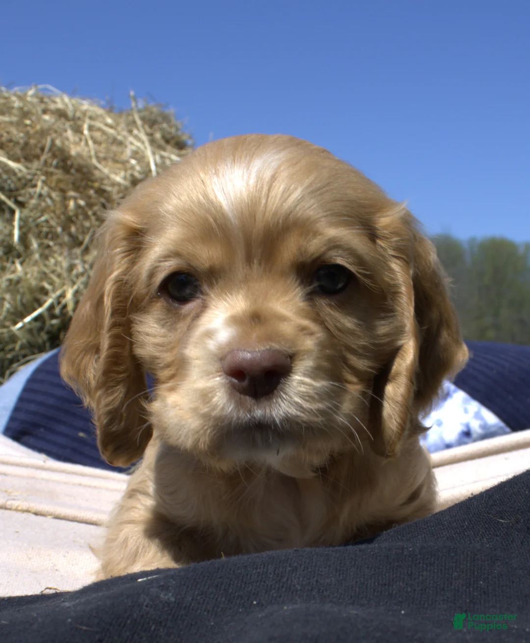 Cocker Spaniel dogs for sale: Snuggles - Ad 3