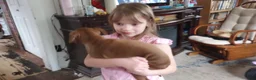 American Bully dogs for sale: Emma Bruntil - Ad 5