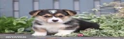 Welsh Corgi Pembroke dogs for sale: Pumpkin - Ad 1