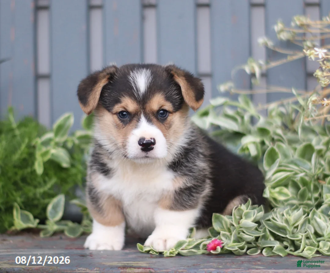 Welsh Corgi Pembroke dogs for sale: Pumpkin - Ad 1