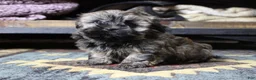 Havanese dogs for sale: Bear - Ad 4