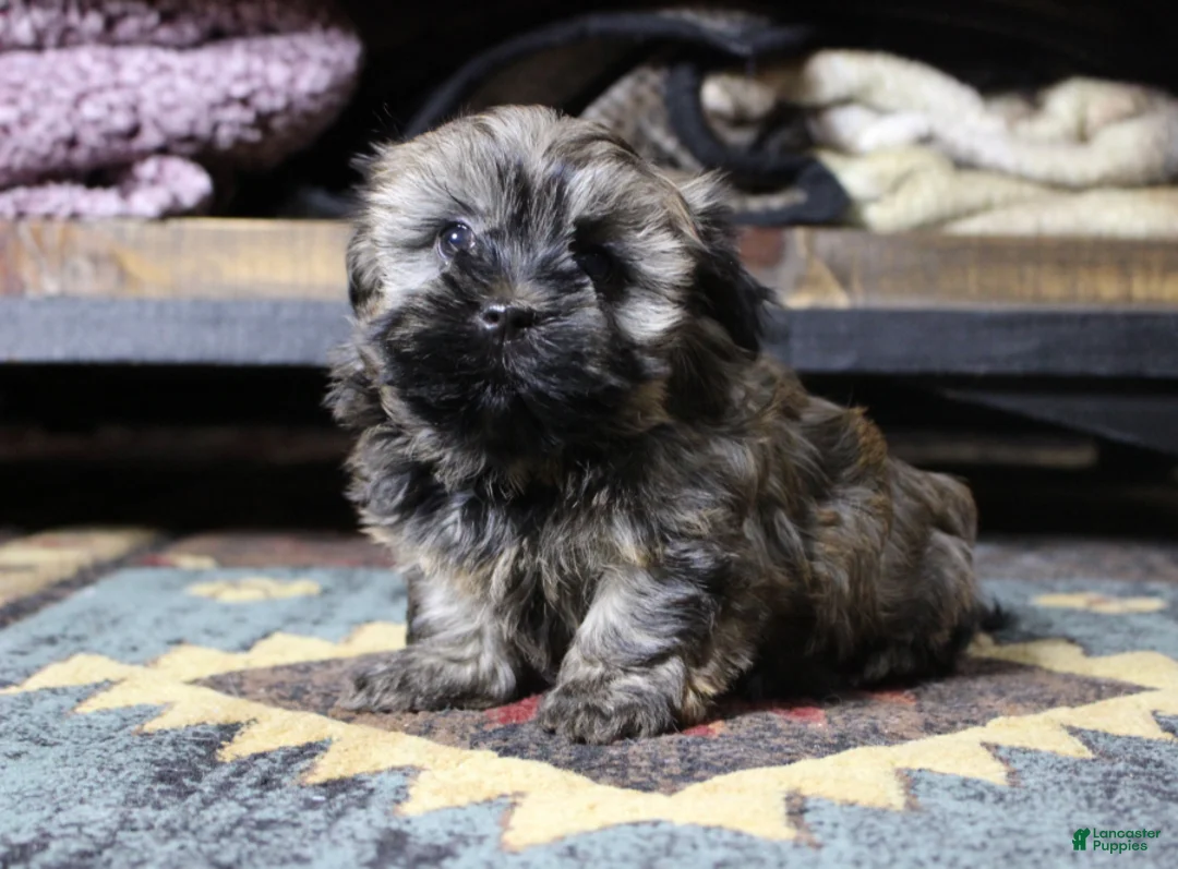 Havanese dogs for sale: Bear - Ad 4