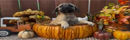 Mixed Breed dogs for sale: Mixed Breed 2 - Ad 6