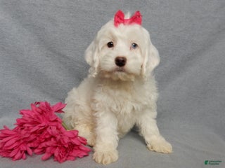 Cockapoo dogs Piper - Ad 2