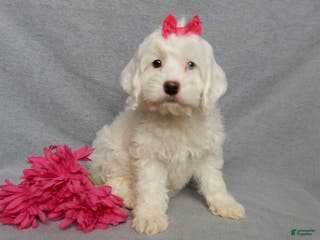 Cockapoo dogs Piper - Ad 27