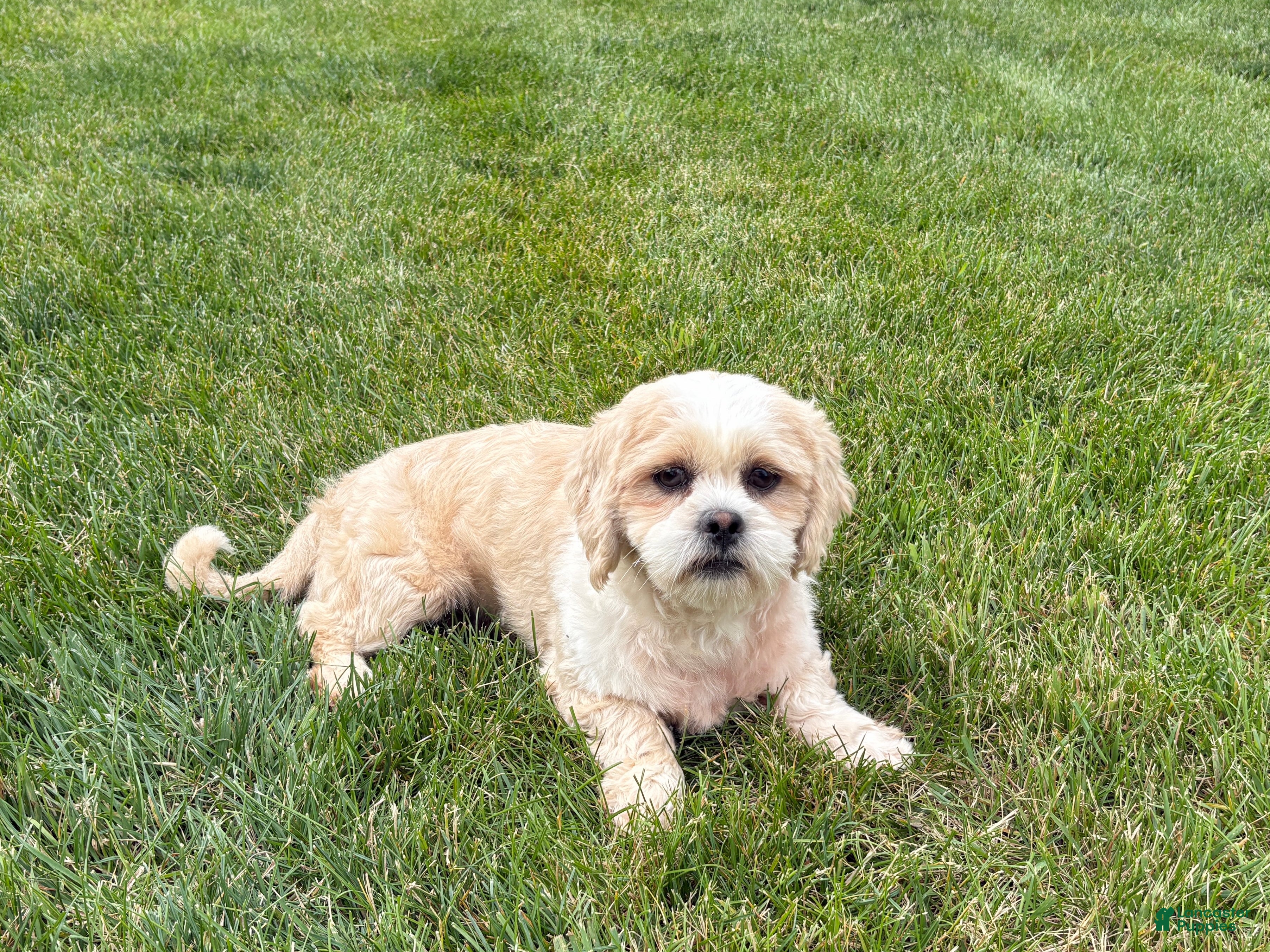 Lhasa Apso dogs Charles  - Ad 1