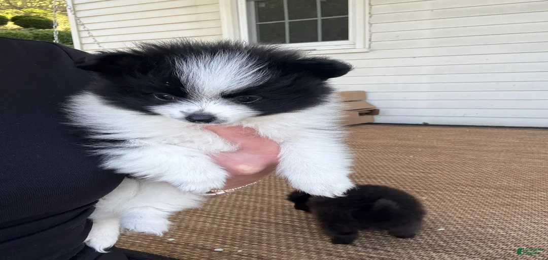 Gallery Image {{count}}