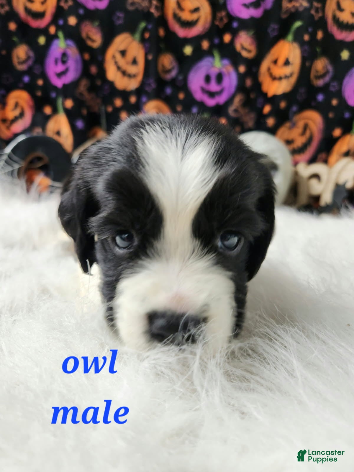English Springer Spaniel dogs Owl - Ad 32