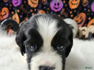 English Springer Spaniel dogs Owl - Ad 24