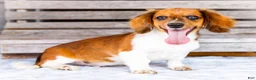 Miniature Dachshund dogs for sale: Brian - Ad 3