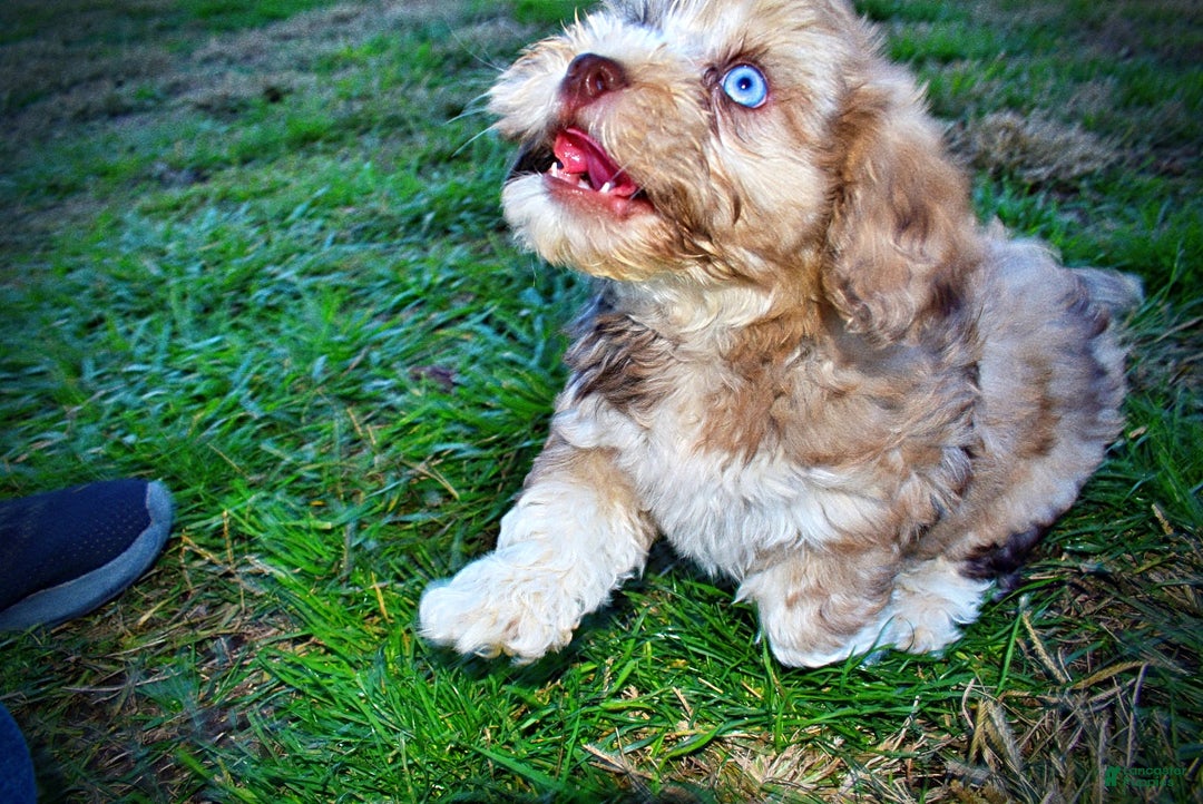 Havapoo dogs for sale: Jasper - Ad 18