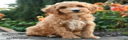 Mini Goldendoodle dogs for sale: Pansy - Ad 4