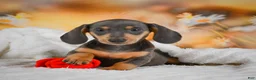 Miniature Dachshund dogs for sale: Dinah - Ad 8
