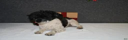 Mini Aussiedoodle dogs for sale: Dash - Ad 6