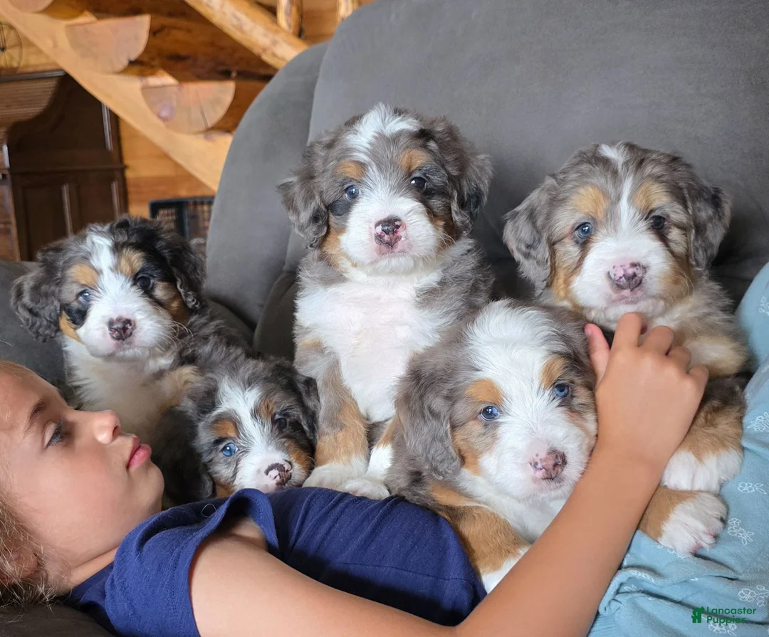 Mini Bernedoodle dogs for sale: Mini Louie - Ad 19