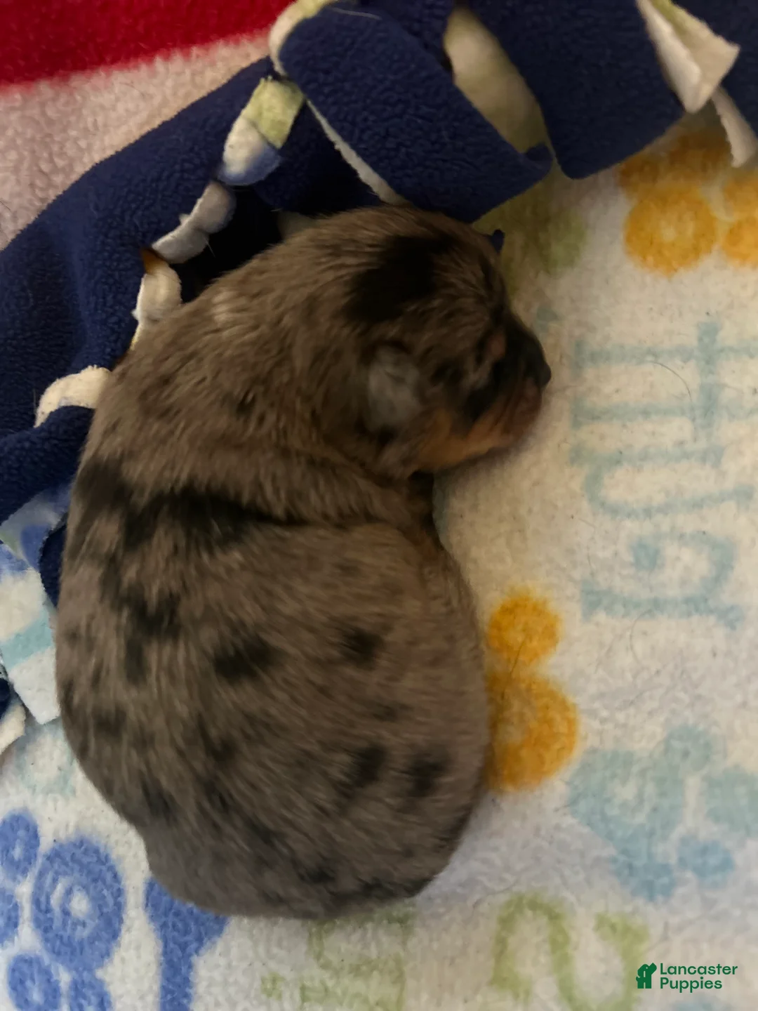 Chihuahua dogs for sale: Chihuahua Puppy 2 - Ad 1