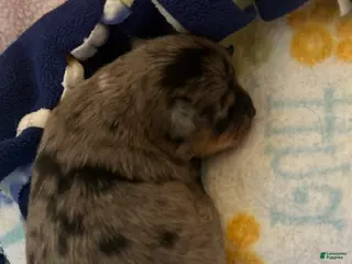 Chihuahua dogs Chihuahua Puppy 2 - Ad 36