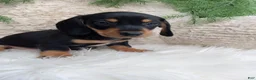 Dachshund dogs for sale: Roscoe  - Ad 4