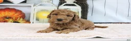 Mini Goldendoodle dogs for sale: Fido - Ad 2