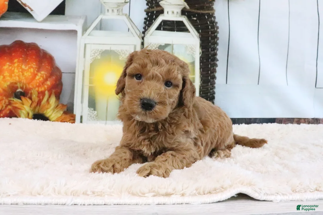 Mini Goldendoodle dogs for sale: Fido - Ad 2